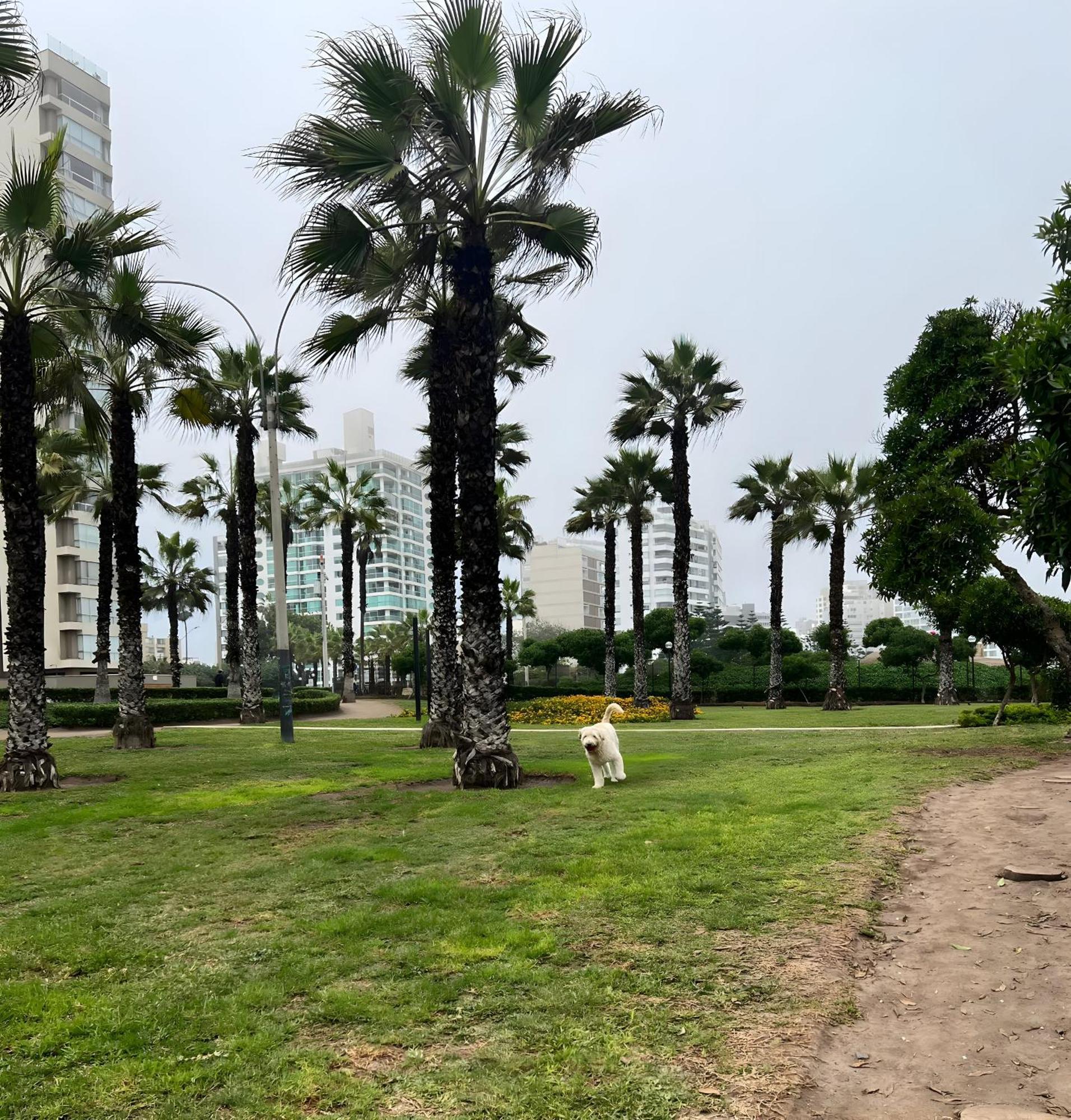 Modern 1Br Loft Close To The Seawalk Of Miraflores Λίμα Εξωτερικό φωτογραφία